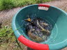 E-Fischen juni24 (6)