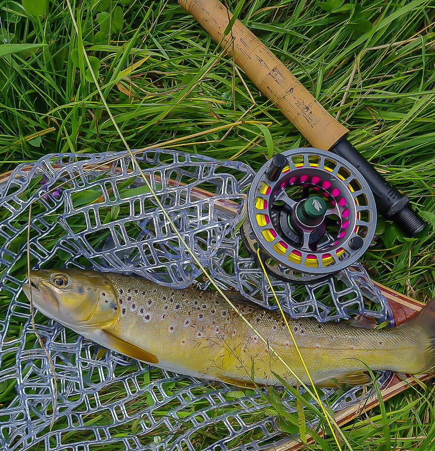 schne Fische (7)