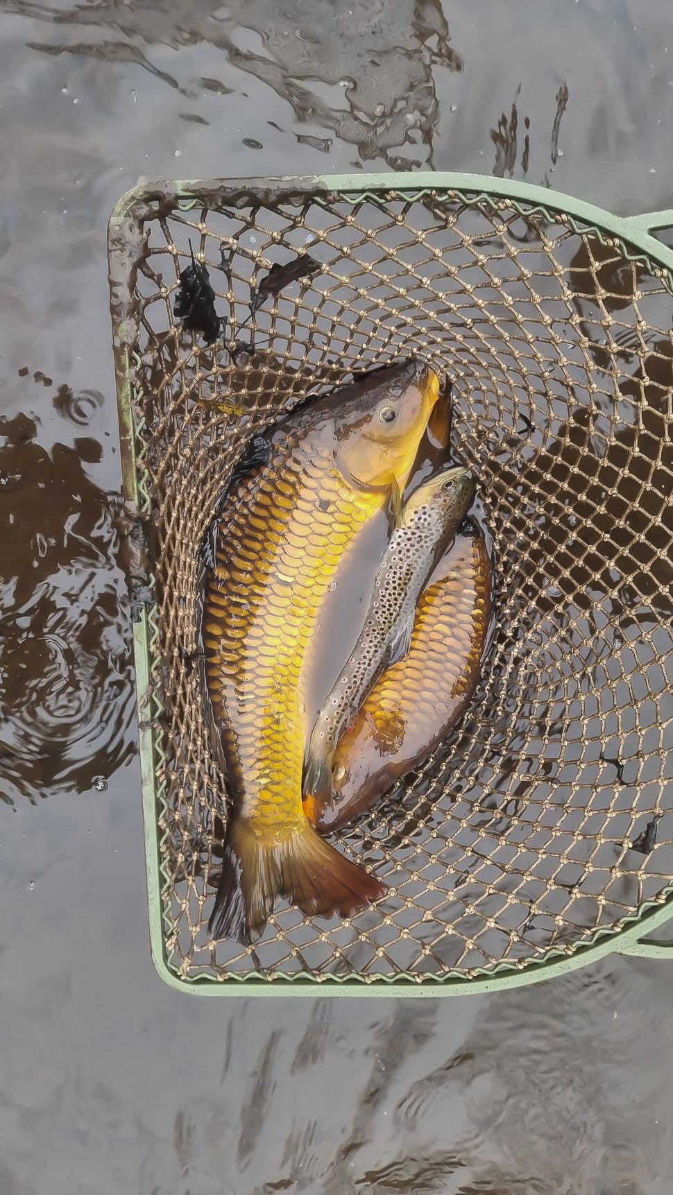 Fr�hjahrs-Wieseputzete26-19